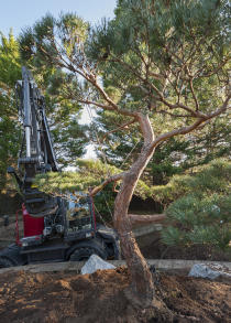 Gros sujets pour le jardin - SARL PAIN Paysagiste à Batz-Sur-Mer, La Baule, Pornichet, Guérande, Le Croisic