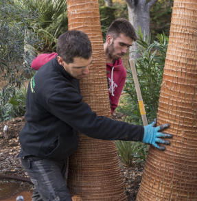 Gros sujets pour le jardin - SARL PAIN Paysagiste à Batz-Sur-Mer, La Baule, Pornichet, Guérande, Le Croisic