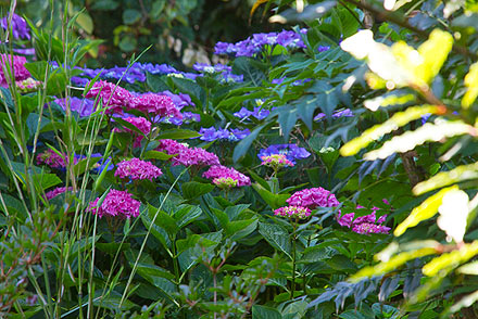 Jardins bretons - Jardins de bord de mer - SARL PAIN Paysagiste à Batz-Sur-Mer, La Baule, Pornichet, Guérande, Le Croisic