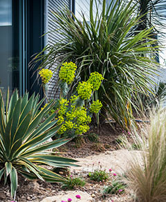 Jardins bretons - Jardins de bord de mer - SARL PAIN Paysagiste à Batz-Sur-Mer, La Baule, Pornichet, Guérande, Le Croisic