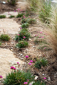 Jardins bretons - Jardins de bord de mer - SARL PAIN Paysagiste à Batz-Sur-Mer, La Baule, Pornichet, Guérande, Le Croisic