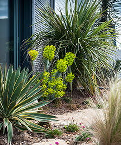 Jardins bretons - Jardins de bord de mer - SARL PAIN Paysagiste à Batz-Sur-Mer, La Baule, Pornichet, Guérande, Le Croisic