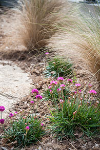 Jardins bretons - Jardins de bord de mer - SARL PAIN Paysagiste à Batz-Sur-Mer, La Baule, Pornichet, Guérande, Le Croisic