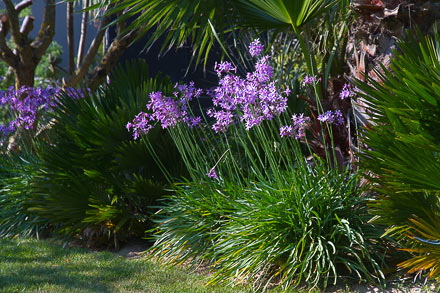 Jardins Exotiques - SARL PAIN Paysagiste à Batz-Sur-Mer, La Baule, Pornichet, Guérande, Le Croisic