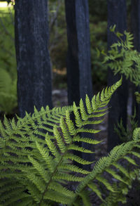 Jardins Exotiques - SARL PAIN Paysagiste à Batz-Sur-Mer, La Baule, Pornichet, Guérande, Le Croisic