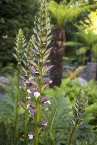 Jardins Exotiques - SARL PAIN Paysagiste à Batz-Sur-Mer, La Baule, Pornichet, Guérande, Le Croisic