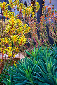 Jardins Exotiques - SARL PAIN Paysagiste à Batz-Sur-Mer, La Baule, Pornichet, Guérande, Le Croisic